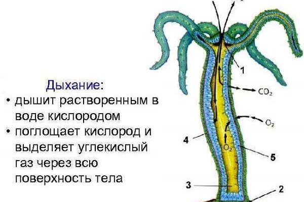 Блэкспрут заркало